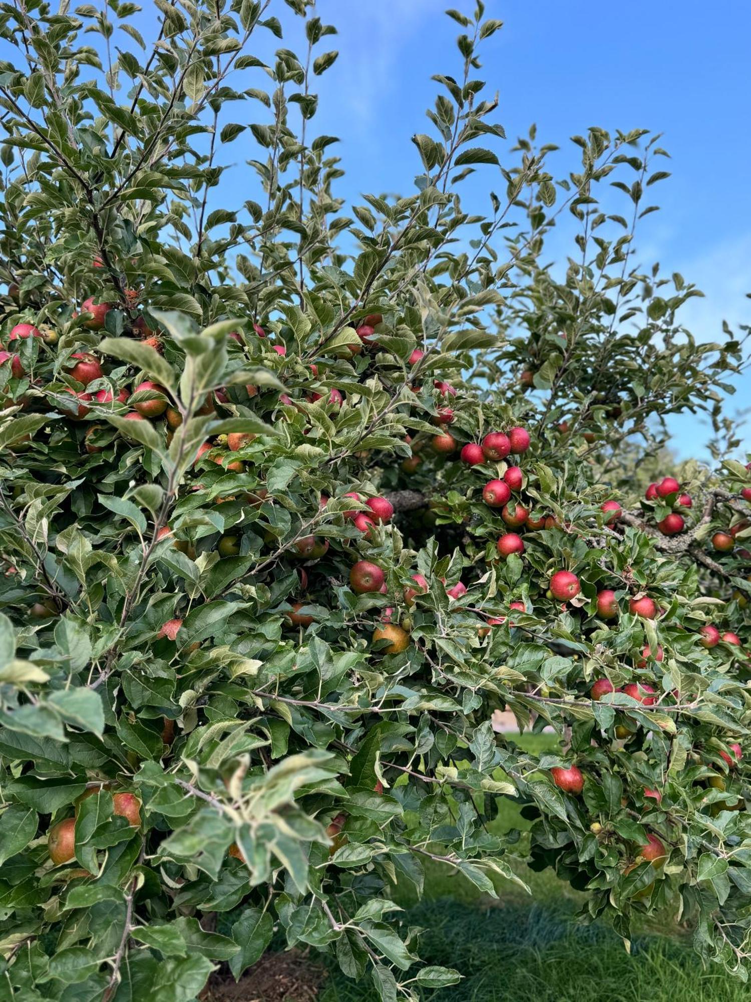 Brunstorpsgard Braenneriet Βίλα Huskvarna Εξωτερικό φωτογραφία
